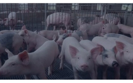 智能養豬管理系統方案