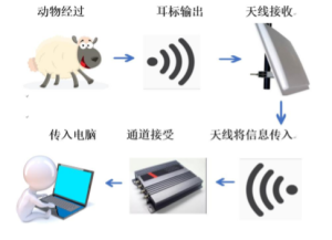 超高频动物点数方案