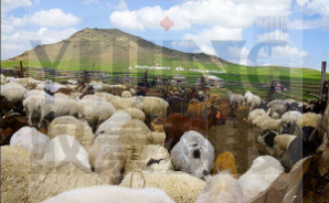 畜牧养殖管理解决方案图片