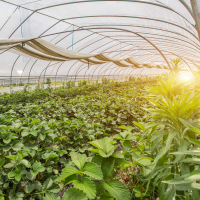 丰江电池-智慧农牧业锂电池解决方案