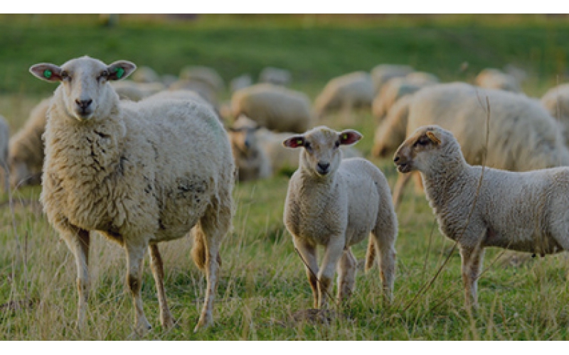 智慧羊企业物联网养殖管理解决方案图片