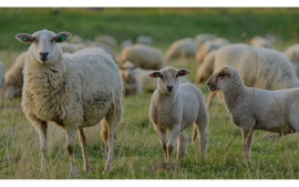 智慧羊企业物联网养殖管理解决方案