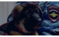 公安/畜牧部门监管犬只养殖管理系统方案