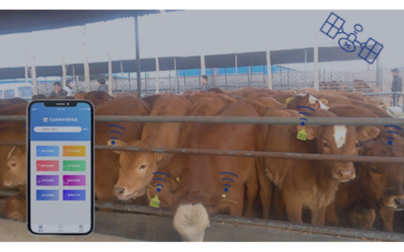 智能养牛管理系统方案图片
