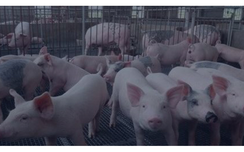 智能养猪管理系统方案图片