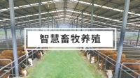 智慧畜牧养殖解决方案