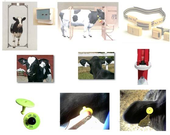 RFID肉牛养殖管理图片