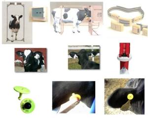 RFID肉牛养殖管理