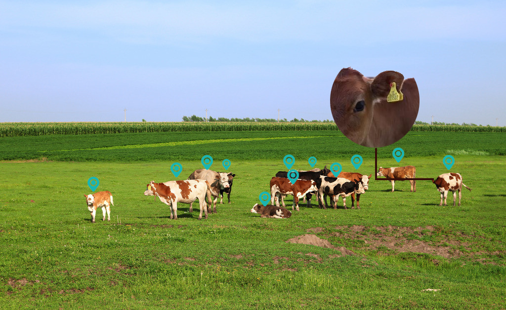 RFID畜牧业动物管理方解决案图片