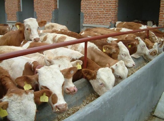 RFID畜牧养殖管理系统软件图片