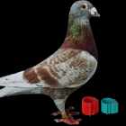 RFID鸽子脚环家禽动物标签