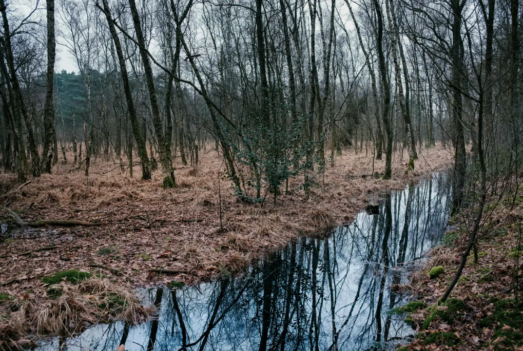 RFID林业安全监管和珍贵树木管理方案图片