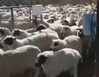 RFID畜牧称重识别管理